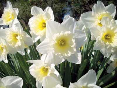 Double-Blooming Daffodils Image